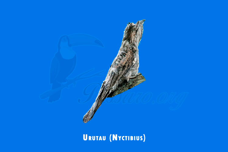 Urutau (Nyctibius)