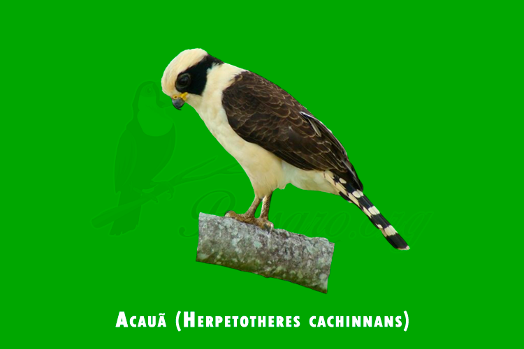 acaua (herpetotheres cachinnans)