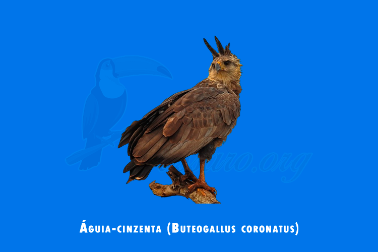 aguia-cinzenta (buteogallus coronatus)