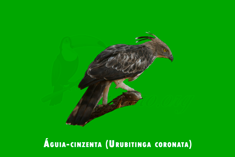 aguia-cinzenta (urubitinga coronata )