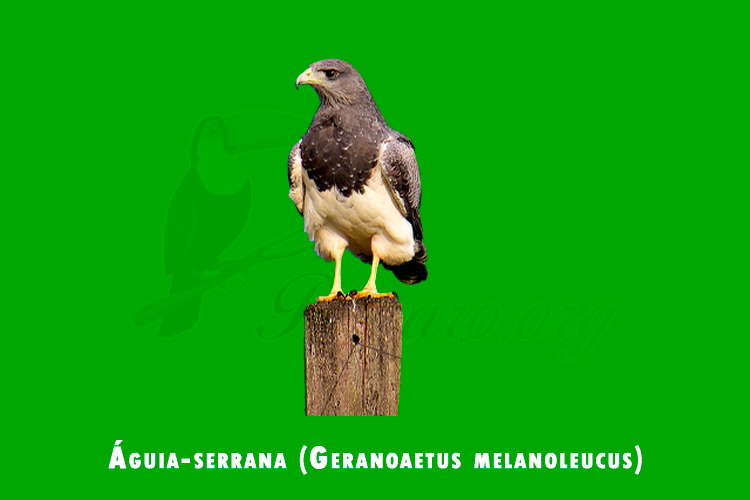 aguia-serrana (geranoaetus melanoleucus)