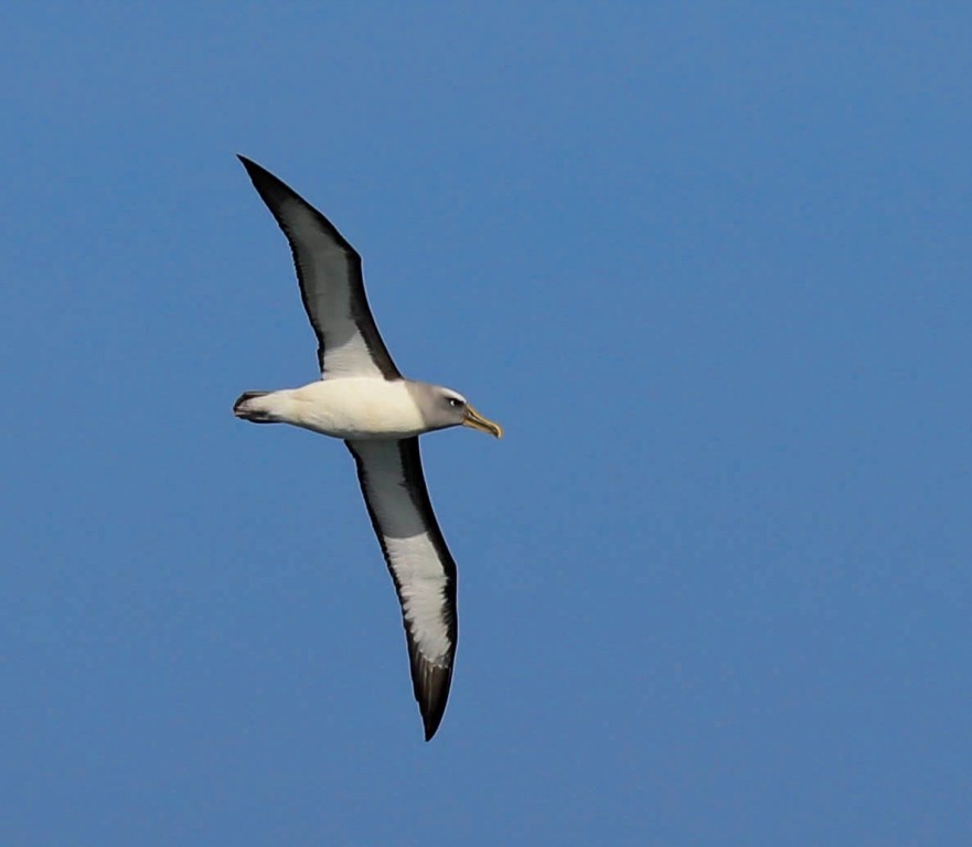 albatroz-de-bico-amarelo-do-atlantico