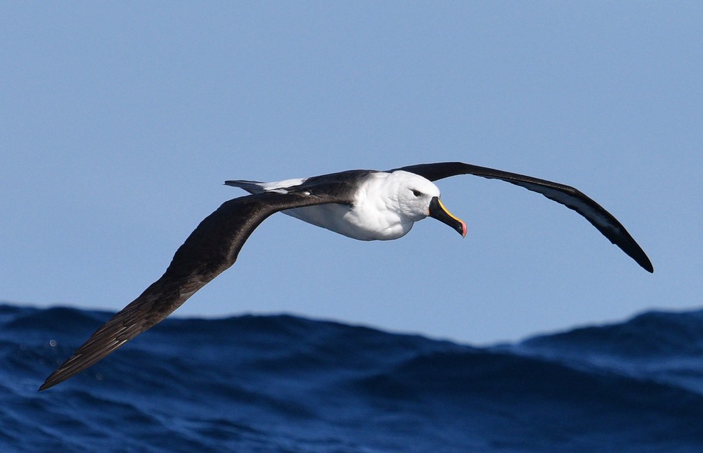 albatroz-de-bico-amarelo-do-atlantico