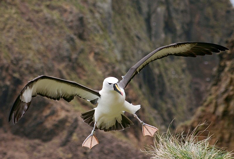 albatroz-de-bico-amarelo-do-atlantico