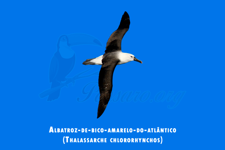 albatroz-de-bico-amarelo-do-atlantico (thalassarche chlororhynchos)