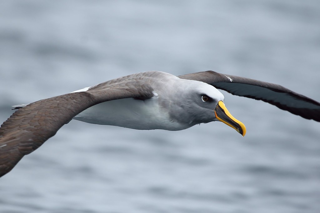 albatroz-de-bico-amarelo-do-atlantico