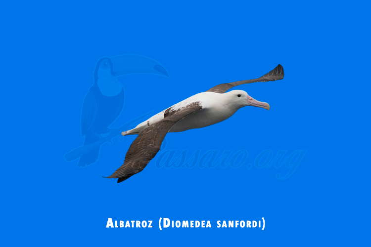 albatroz (diomedea sanfordi)