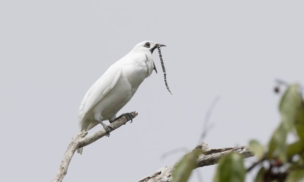 alimentacao da araponga-da-amazonia