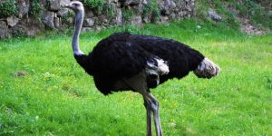 alimentacao da avestruz-somali 