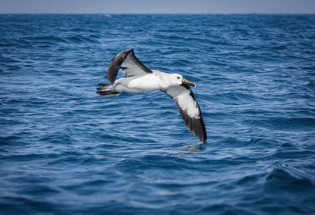 alimentacao do albatroz-de-bico-amarelo-do-atlantico