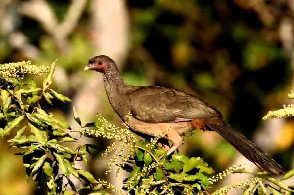 alimentacao do aracua-do-pantanal