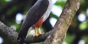 alimentacao do gaviao-bombachinha