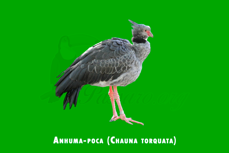 anhuma-poca (chauna torquata)
