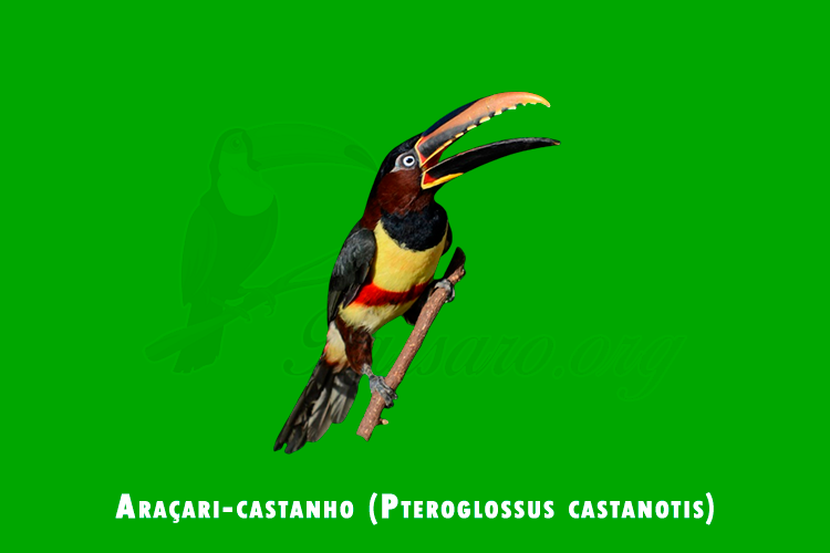 aracari-castanho (pteroglossus castanotis)
