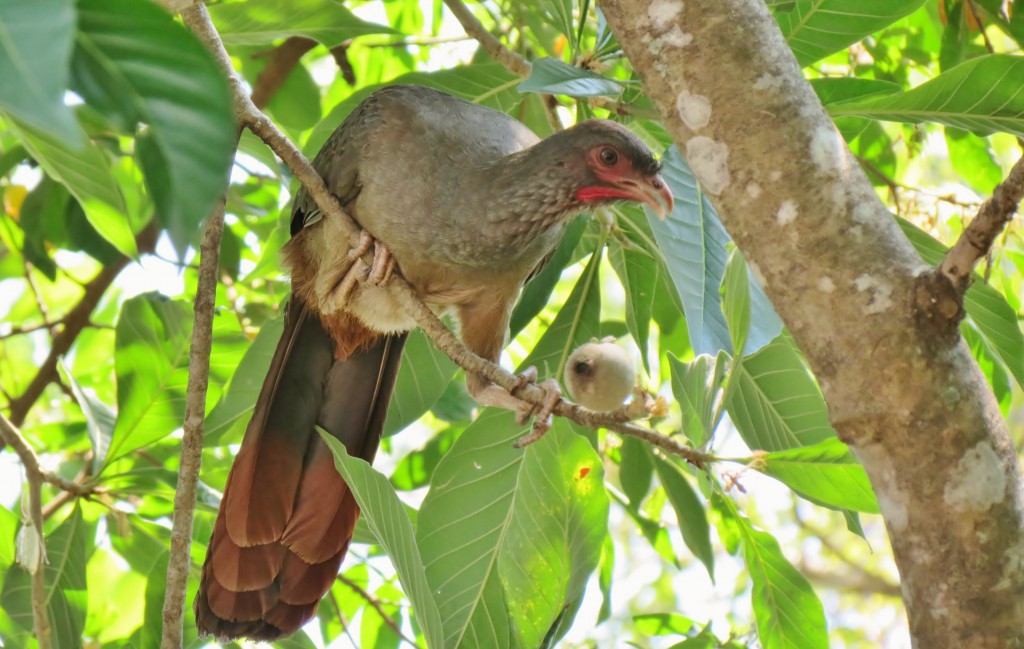 aracua-do-pantanal 