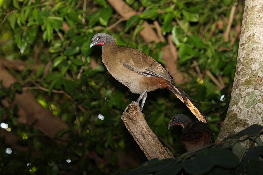 aracua-do-pantanal