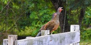 aracua-do-pantanal