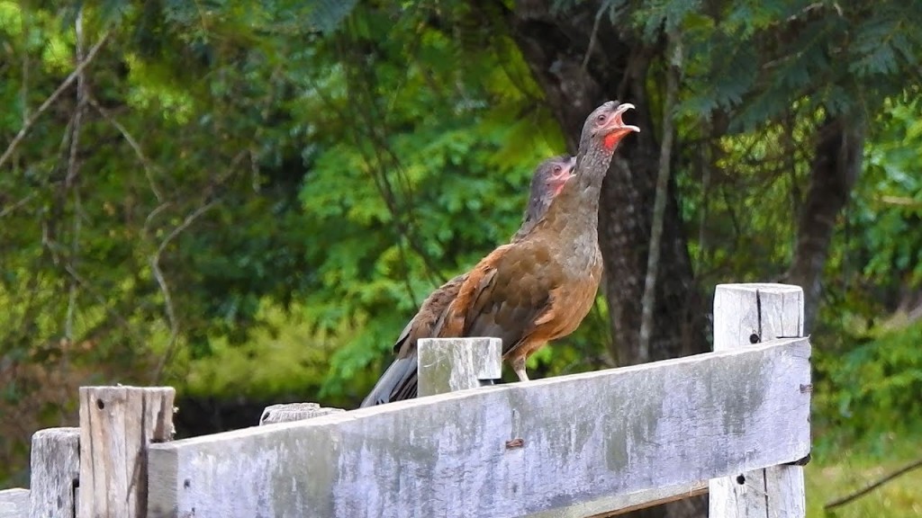 aracua-do-pantanal