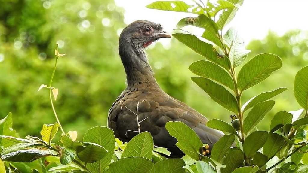 aracua-do-pantanal