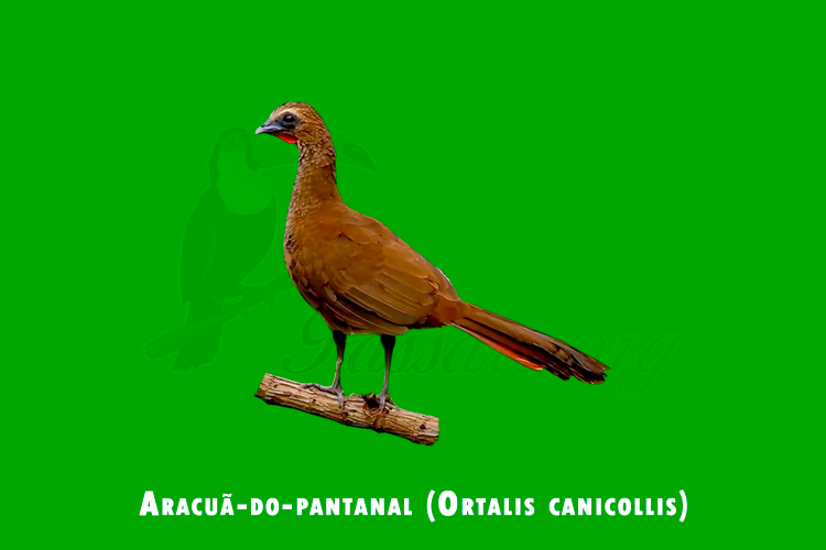 aracua-do-pantanal (ortalis canicollis)