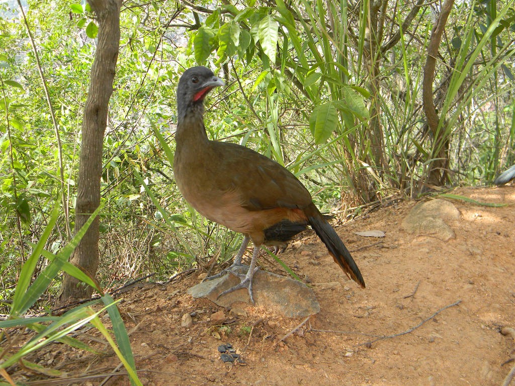 aracua-do-pantanal