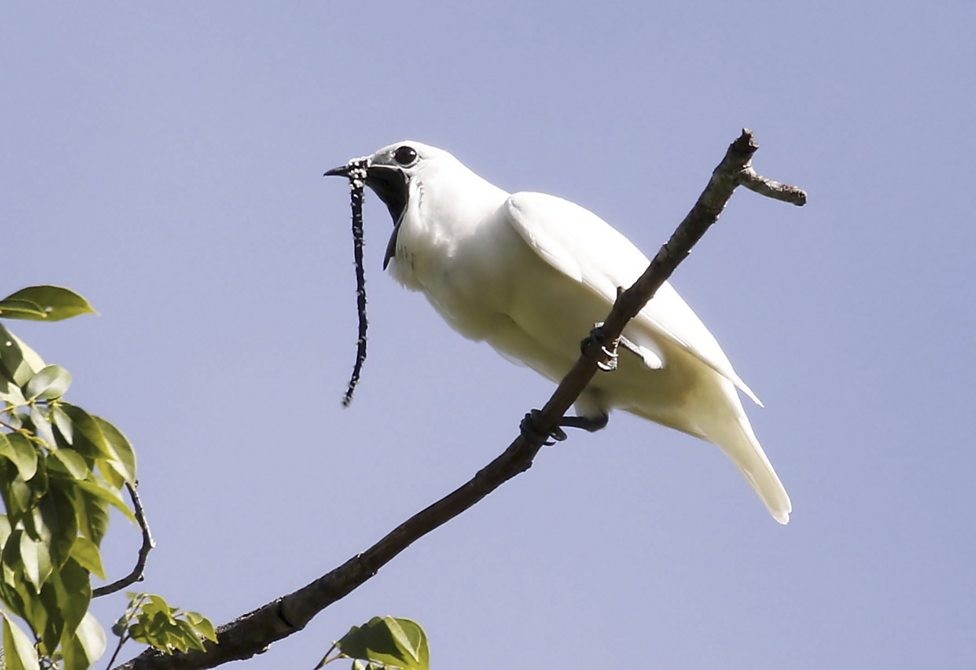 araponga-da-amazônia