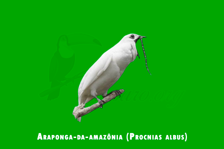araponga-da-amazonia (procnias albus)