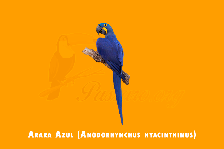 arara azul (anodorhynchus hyacinthinus)