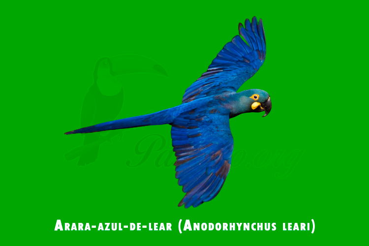 arara-azul-de-lear (anodorhynchus leari)