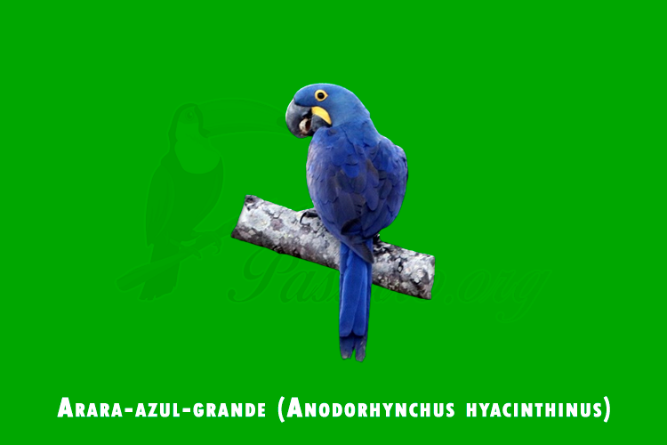 arara-azul-grande (anodorhynchus hyacinthinus)
