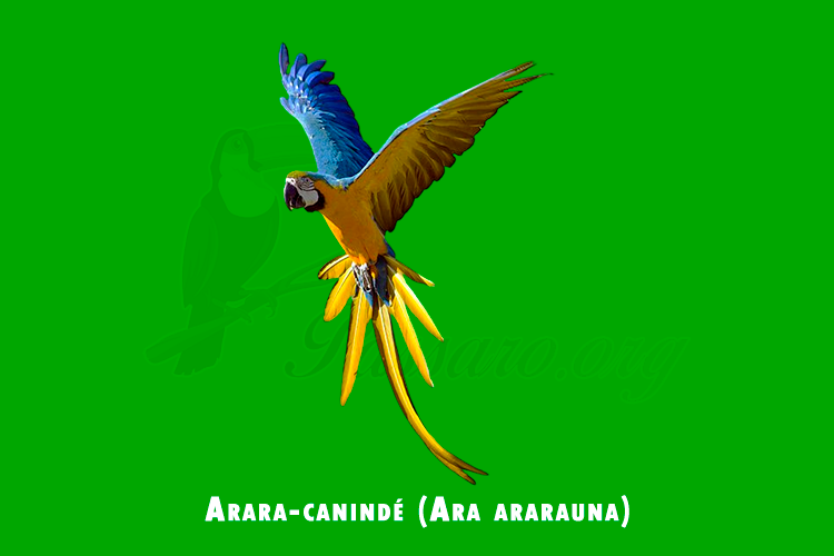 arara-caninde (ara ararauna)