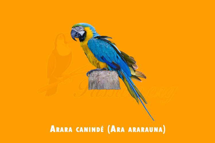 arara caninde ( ara ararauna)