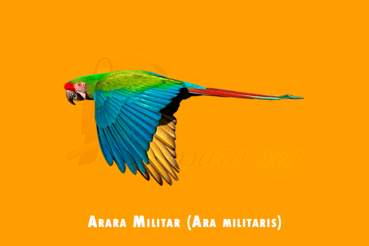 arara militar (ara militaris)