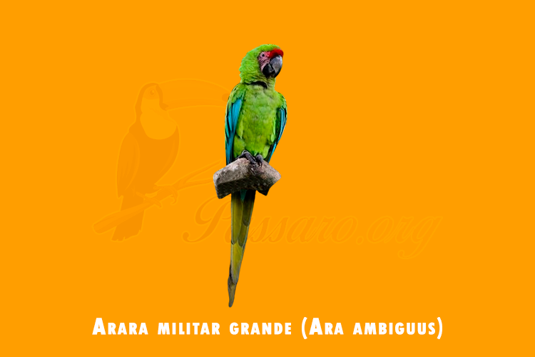 arara militar grande (ara ambiguus)