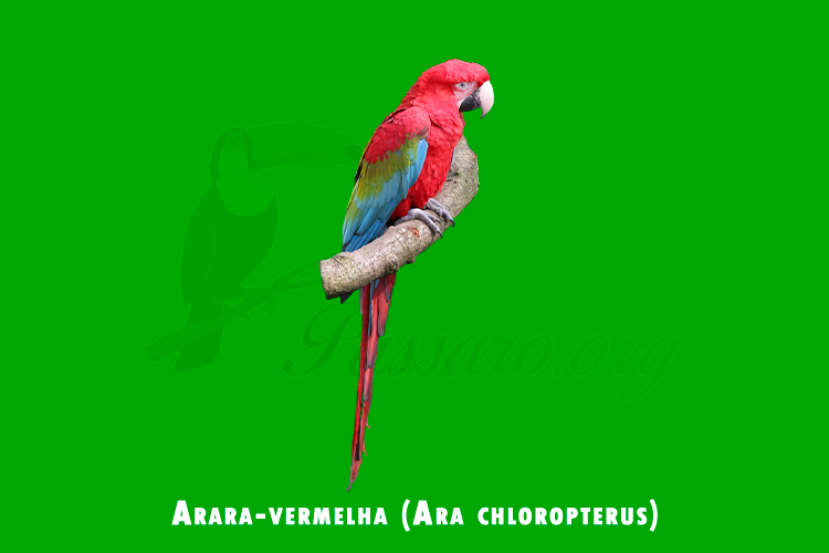 arara-vermelha (ara chloropterus)