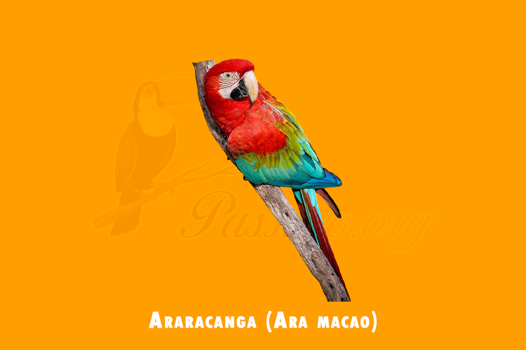 araracanga (ara macao)