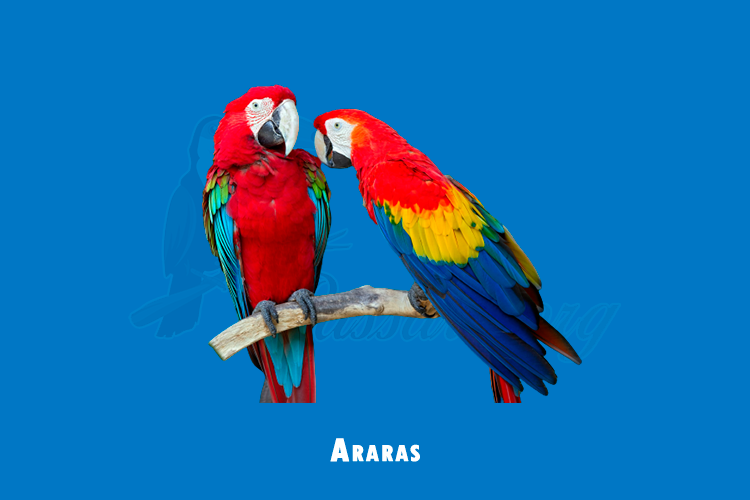 araras