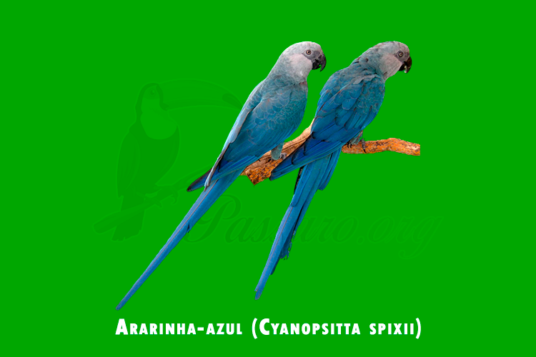 ararinha-azul (cyanopsitta spixii)