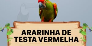 ararinha de testa vermelha