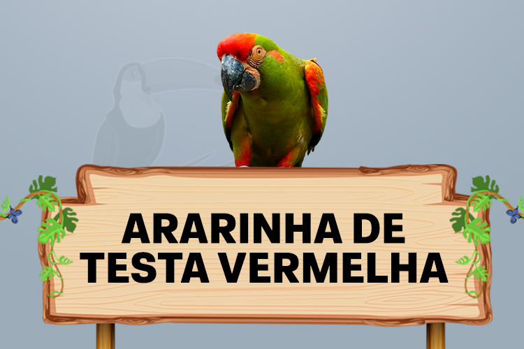 ararinha de testa vermelha