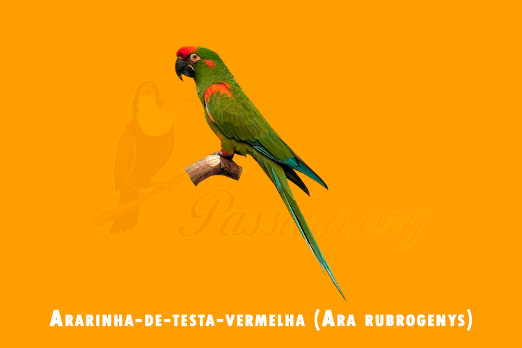 ararinha-de-testa-vermelha (ara rubrogenys)