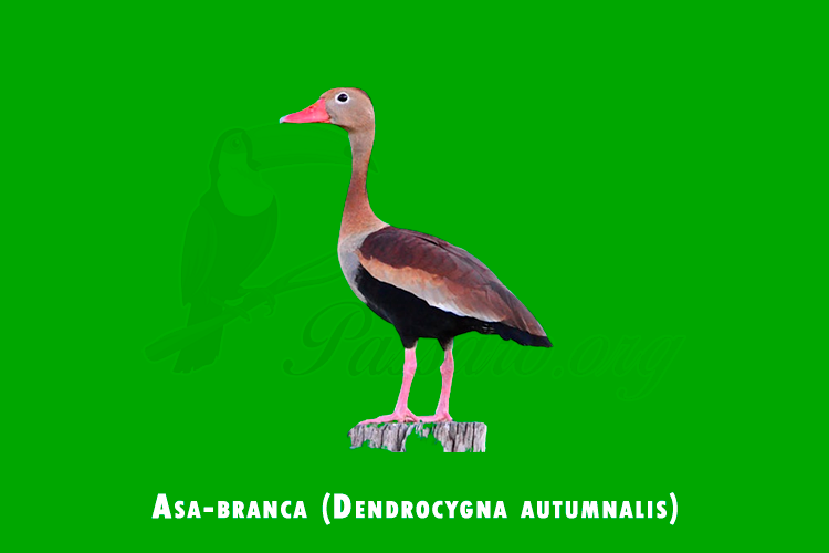 asa-branca (dendrocygna autumnalis)