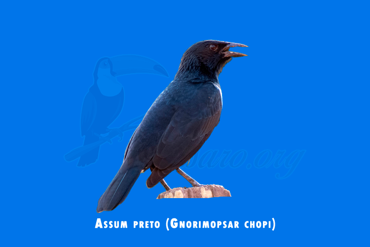 assum preto (gnorimopsar chopi)