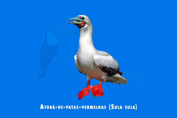 atoba-de-patas-vermelhas ( sula sula)