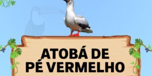 atoba de pe vermelho