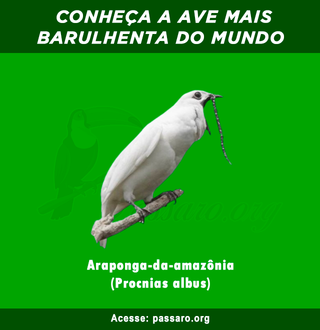 ave mais barulhenta do mundo