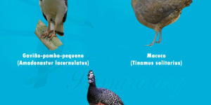 aves ameacadas de extincao do parana