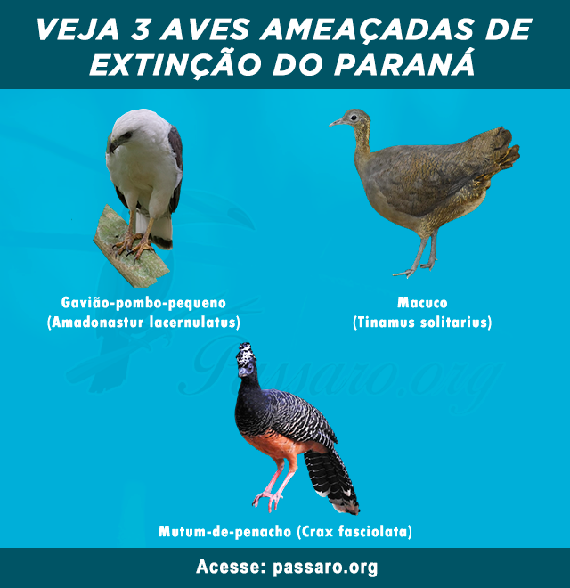 aves ameacadas de extincao do parana