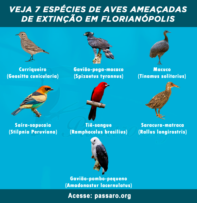 aves ameacadas de extincao em florianopolis