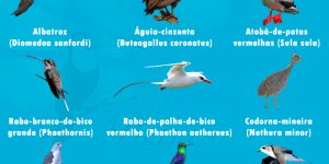 aves ameacadas de extincao no brasil